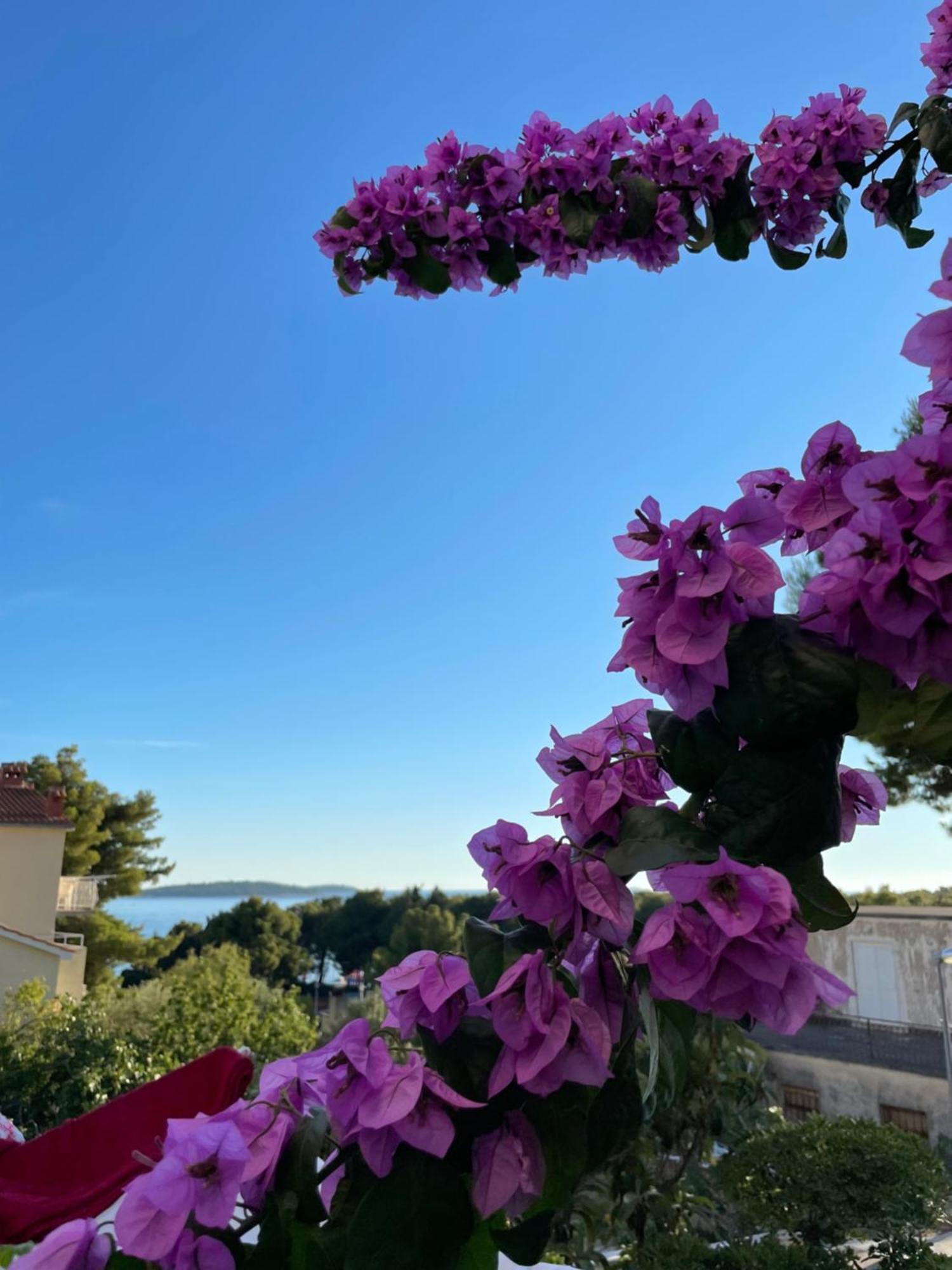 Apartment Maxim Primošten Εξωτερικό φωτογραφία